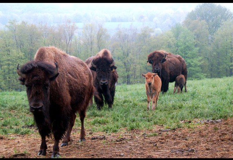 Mohawk Bison
